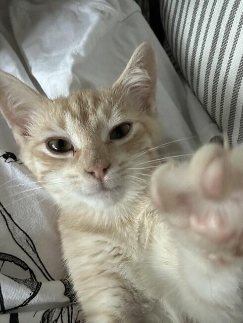 Piękny 4 mies. kot Śledzik do adopcji