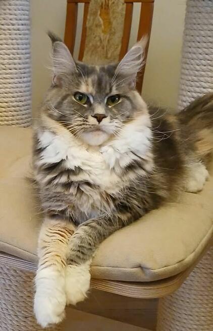 ULJANA Bratnia Dusza *PL koteczka Maine Coon Warszawa