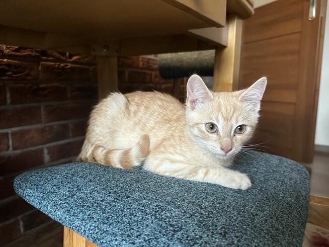 Piękny 4 mies. kot Śledzik do adopcji