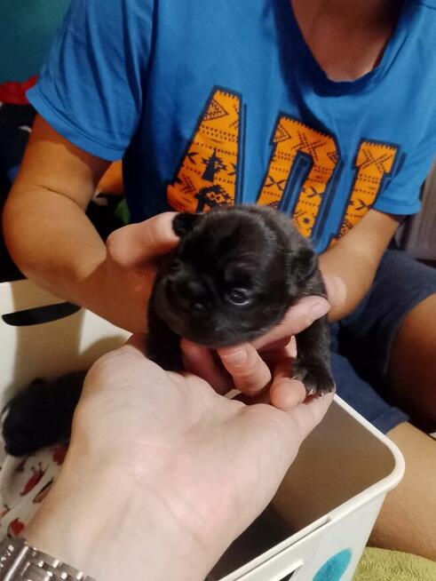 Buldog Francuski piękne szczeniaki!