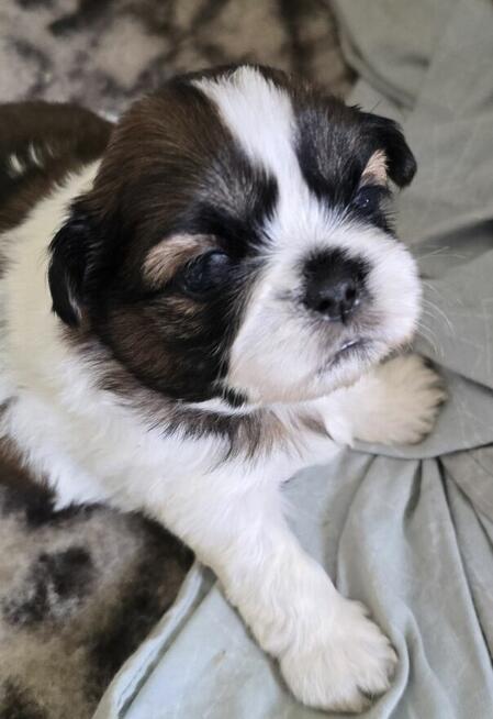 Szczeniaki Shih tzu rezerwacja
