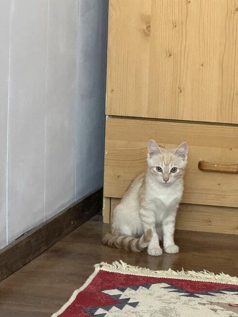 Piękny 4 mies. kot Śledzik do adopcji