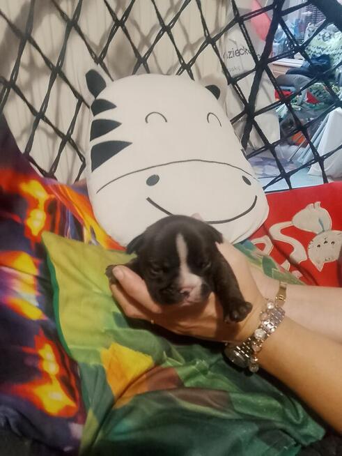 Buldog Francuski piękne szczeniaki!