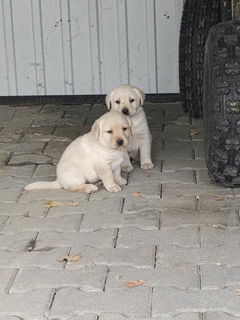 Szczeniaki labrador retriever z rodowodem