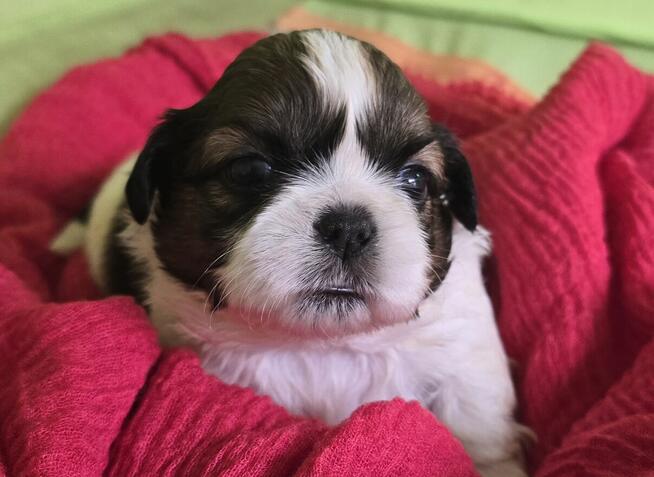 Szczeniaki Shih tzu rezerwacja