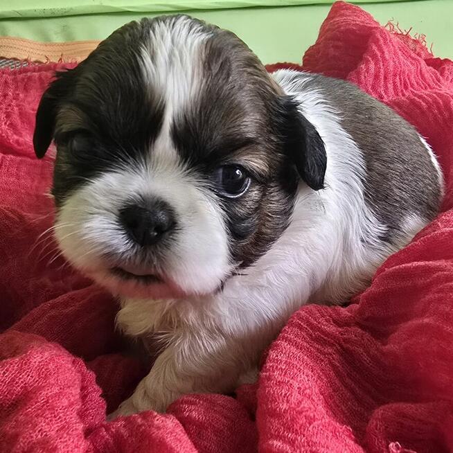 Szczeniaki Shih tzu rezerwacja