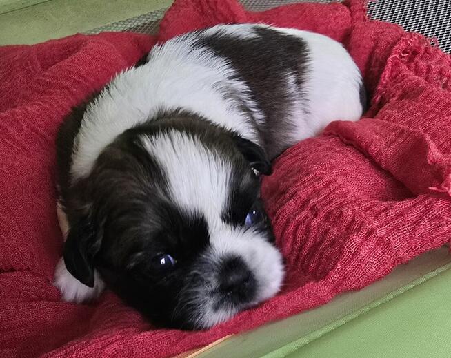 Szczeniaki Shih tzu rezerwacja