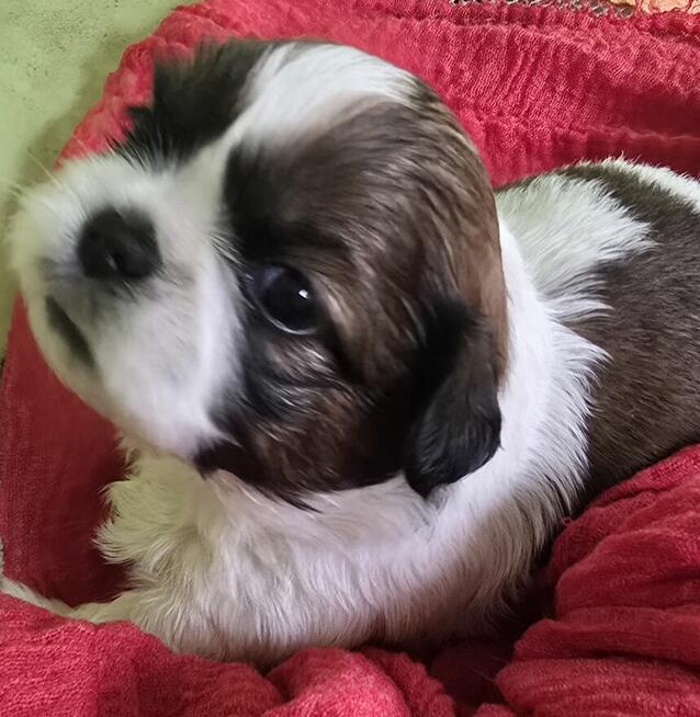 Szczeniaki Shih tzu rezerwacja