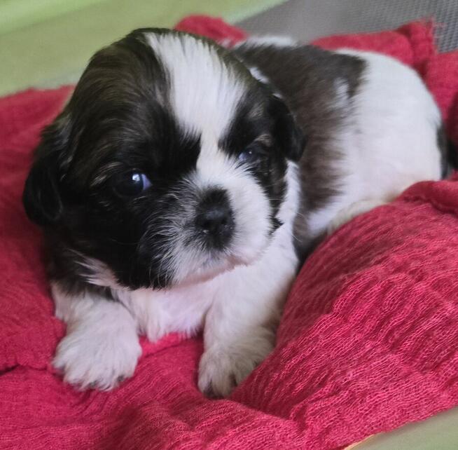 Szczeniaki Shih tzu rezerwacja