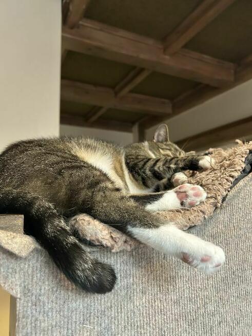 Petsitter Kraków - okazyjne ceny! :)