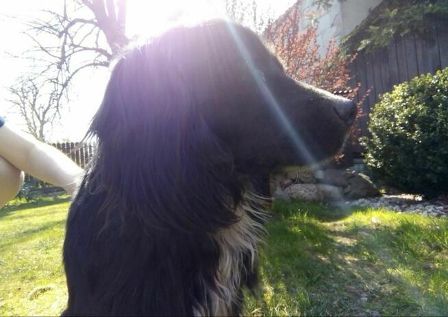 Petsitter Kraków - okazyjne ceny! :)