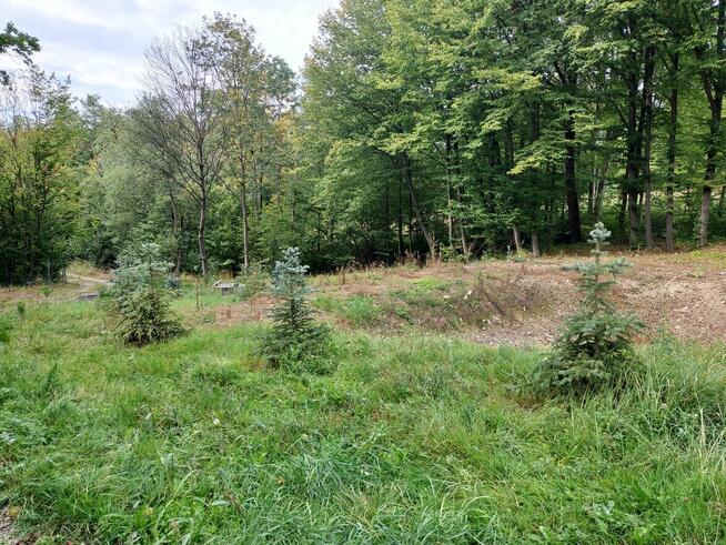 Działka w centrum Limanowej