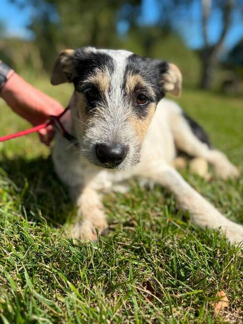 Pilne!! Botwinka sunia ok.5 mcz, czeka na adopcję Bełchatów