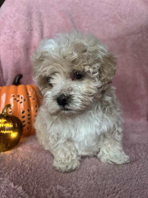 Maltipoo piesek F1 biszkoptowy