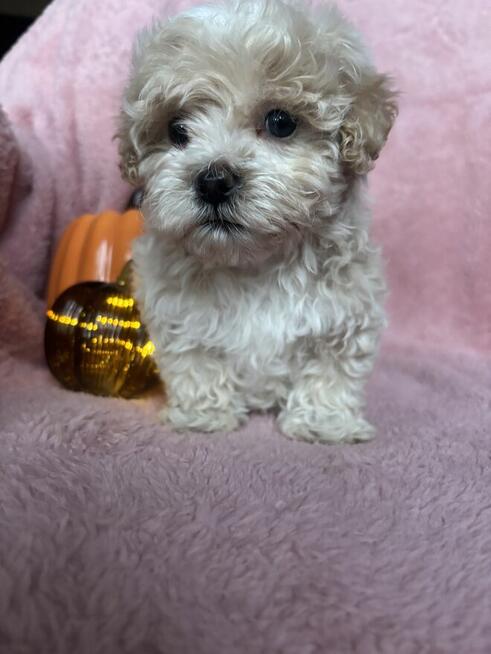 Maltipoo piesek F1 biszkoptowy