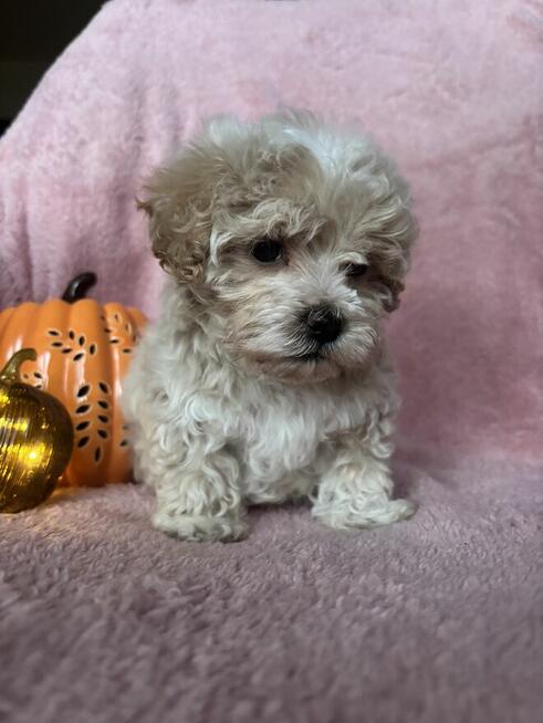 Maltipoo piesek F1 biszkoptowy