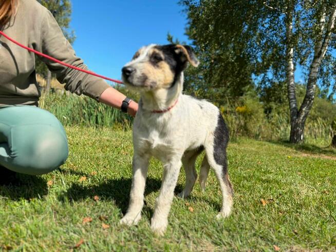 Pilne!! Botwinka sunia ok.5 mcz, czeka na adopcję Bełchatów