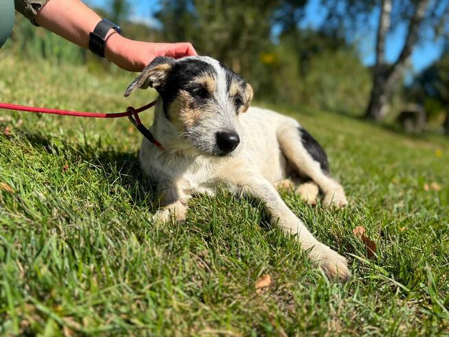 Pilne!! Botwinka sunia ok.5 mcz, czeka na adopcję Bełchatów