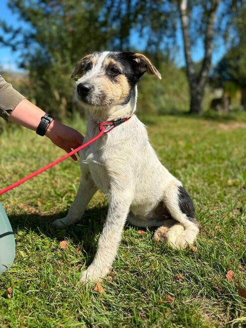 Pilne!! Botwinka sunia ok.5 mcz, czeka na adopcję Bełchatów