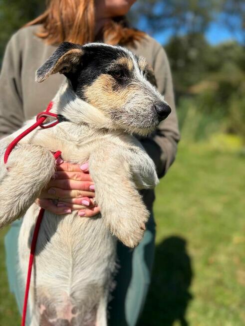Pilne!! Botwinka sunia ok.5 mcz, czeka na adopcję Bełchatów