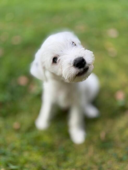 Szczeniak Parson Russell Terrier
