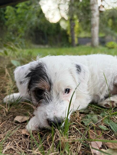 Szczeniak Parson Russell Terrier