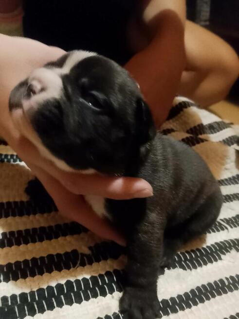 Buldog Francuski piękne szczeniaki!