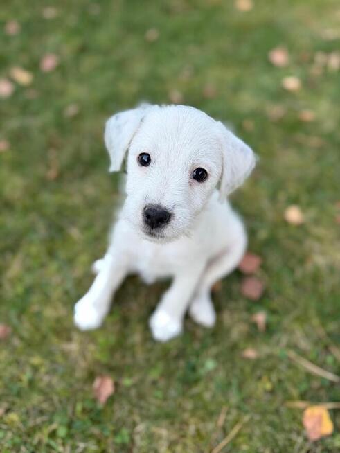 Szczeniak Parson Russell Terrier
