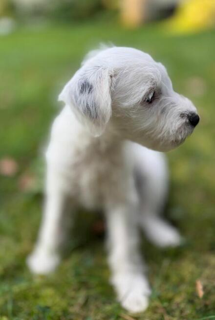 Szczeniak Parson Russell Terrier