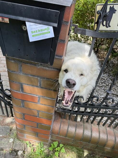 Plakatujemy, Drukujemy i Roznosimy ulotki w całej Polsce