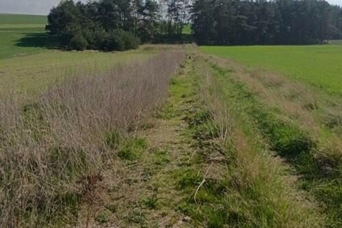 Teren inwestycyjny 9538 m2 z WZ - Borki | Jędrzejów