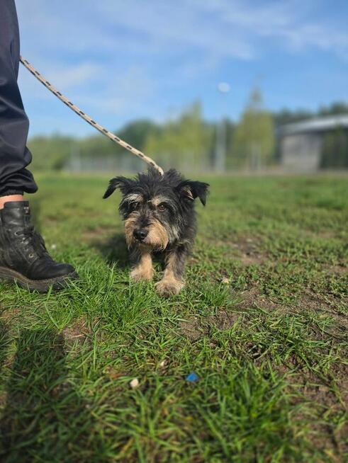 Kaktus-delikatny nieśmiały szorstki piesek do adopcji