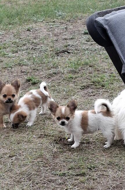 Chihuahua śliczne długowlose ZKwP/FCI