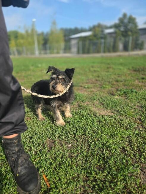 Kaktus-delikatny nieśmiały szorstki piesek do adopcji