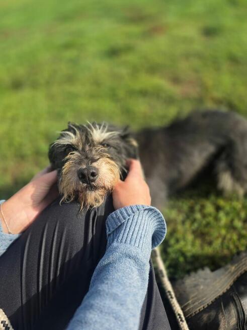 Kaktus-delikatny nieśmiały szorstki piesek do adopcji