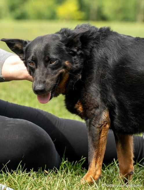 Haga-delikatna nieśmiała suczka do adopcji