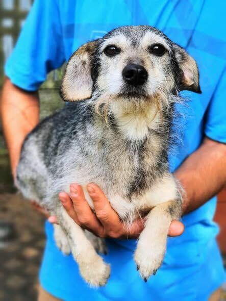 Aura ok.2/3 let i waży 6/7 kg czeka na adopcję Celestynów