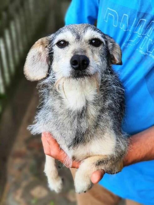 Aura ok.2/3 let i waży 6/7 kg czeka na adopcję Celestynów
