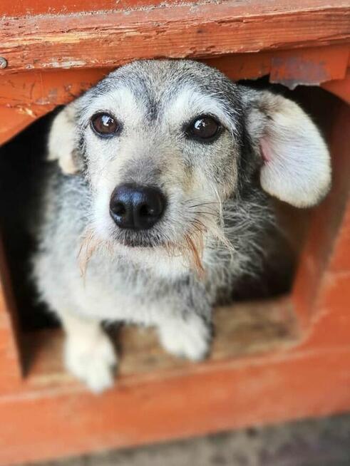 Aura ok.2/3 let i waży 6/7 kg czeka na adopcję Celestynów