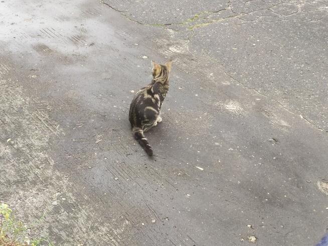 Zaadoptuj wirtualnie bezdomnego Kotka