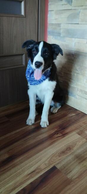 Border Collie szczeniaki badania genetyczne, gotowe do odbio