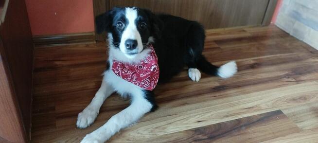 Border Collie szczeniaki badania genetyczne, gotowe do odbio