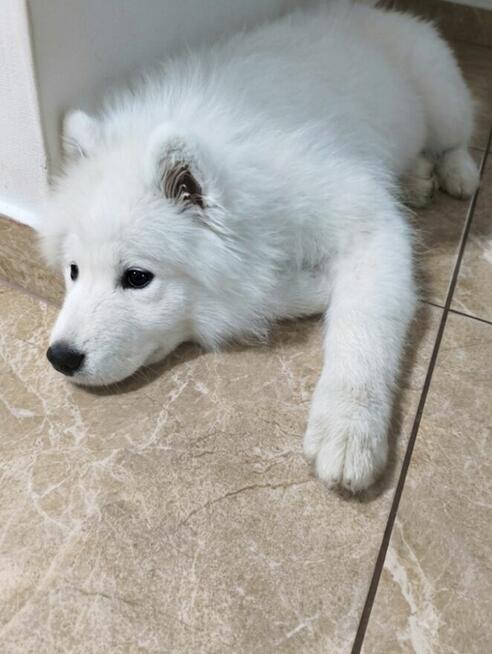 Piękna suczka Samojed z rodowodem ZKwP / FCI + bogata wypraw