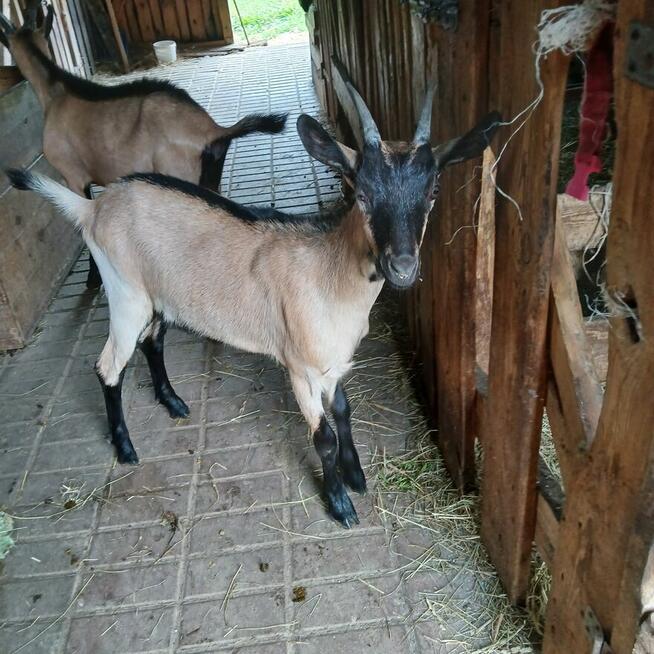 Przepiękny koziołek i kózka alpejska