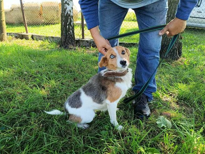 Pilne!!Szarlot ok 2 let. wyjątkowa sunia do adopcji Lwie Ser