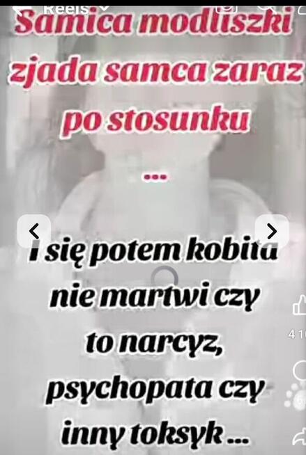 NAJMILSZA ŻMIJA NA ŚWIECIE