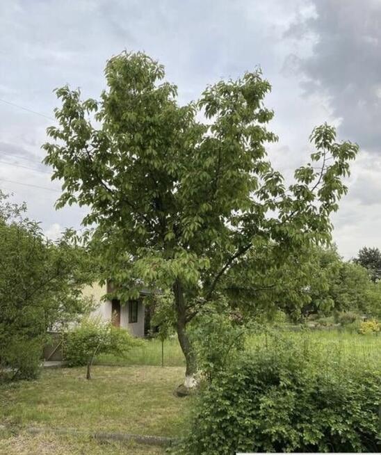 Działka ROD przy ul Szwajcarskiej - murowana altana, woda