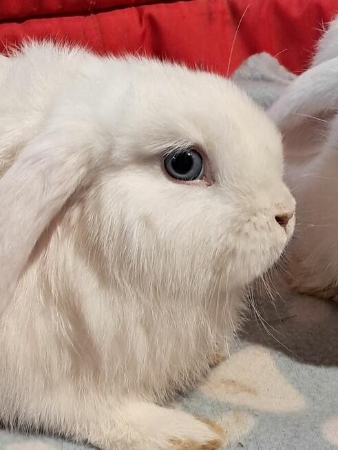 Białe baranki min lop