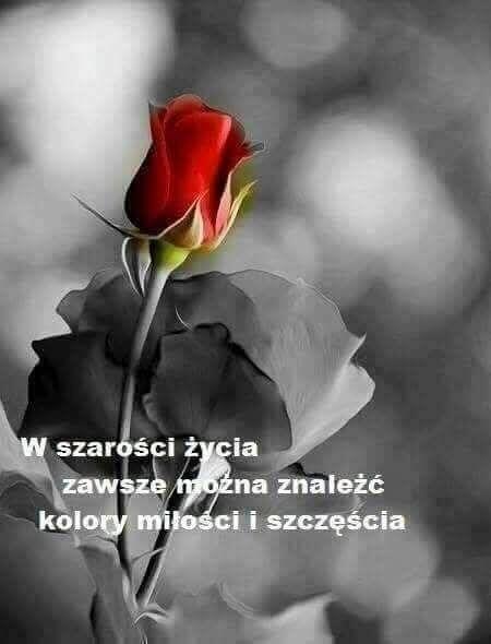 Towarzyskie