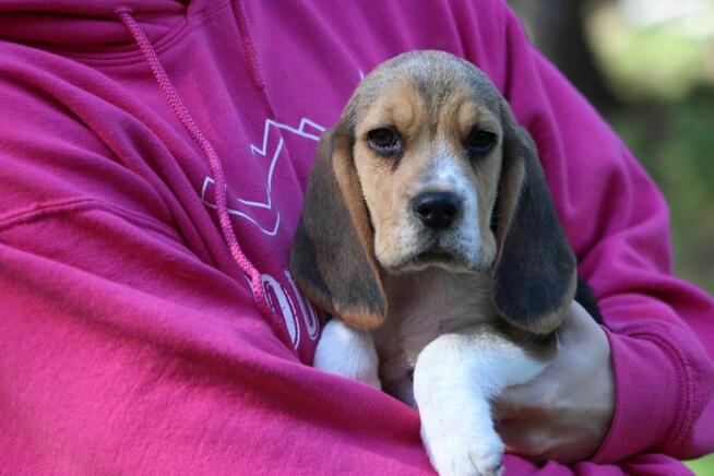 Beagle - szczeniaczki ZKwP po Championie Polski